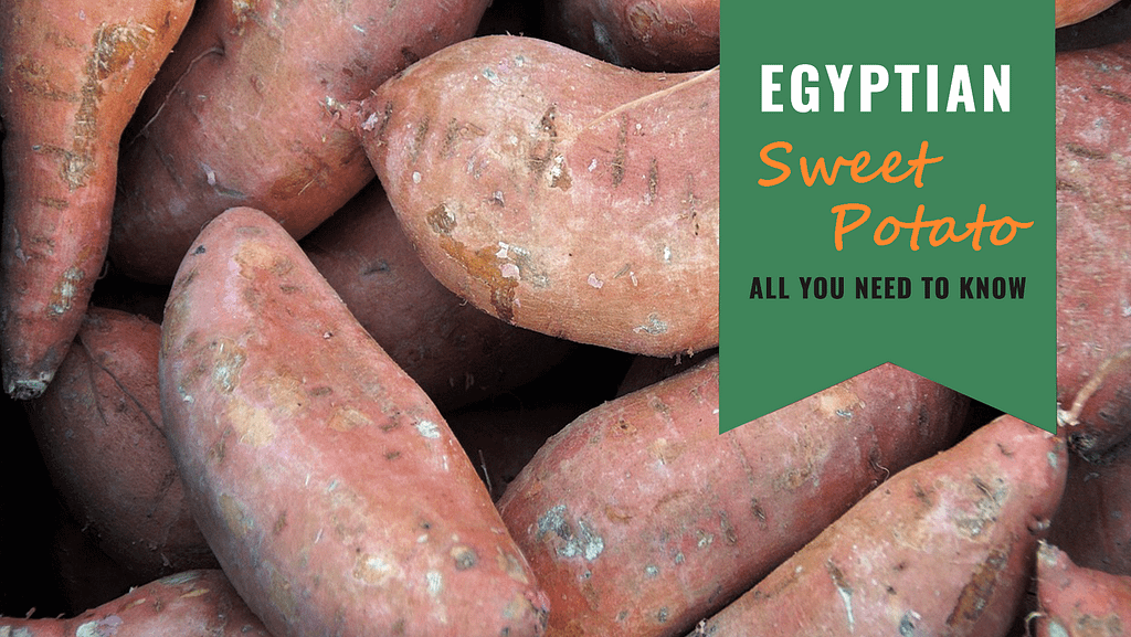 Egyptian Sweet Potato