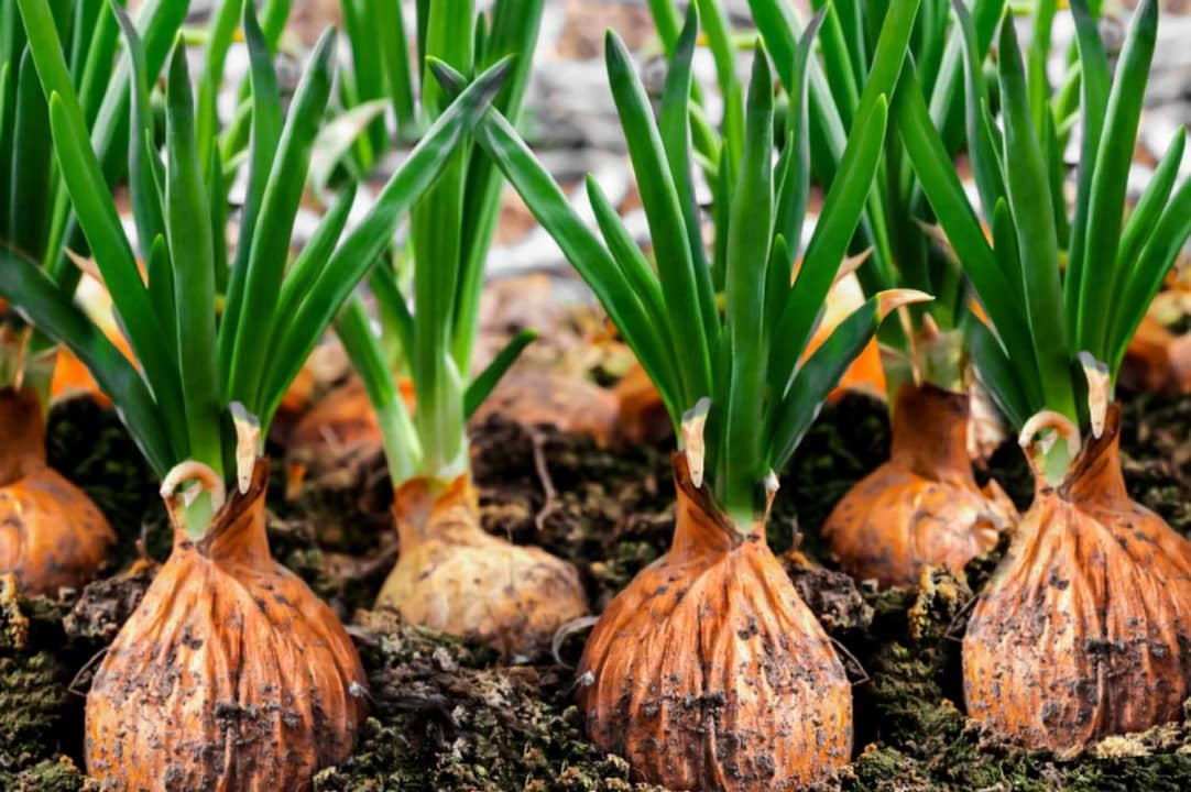 The Lifecycle of an Onion: From Seed to Export