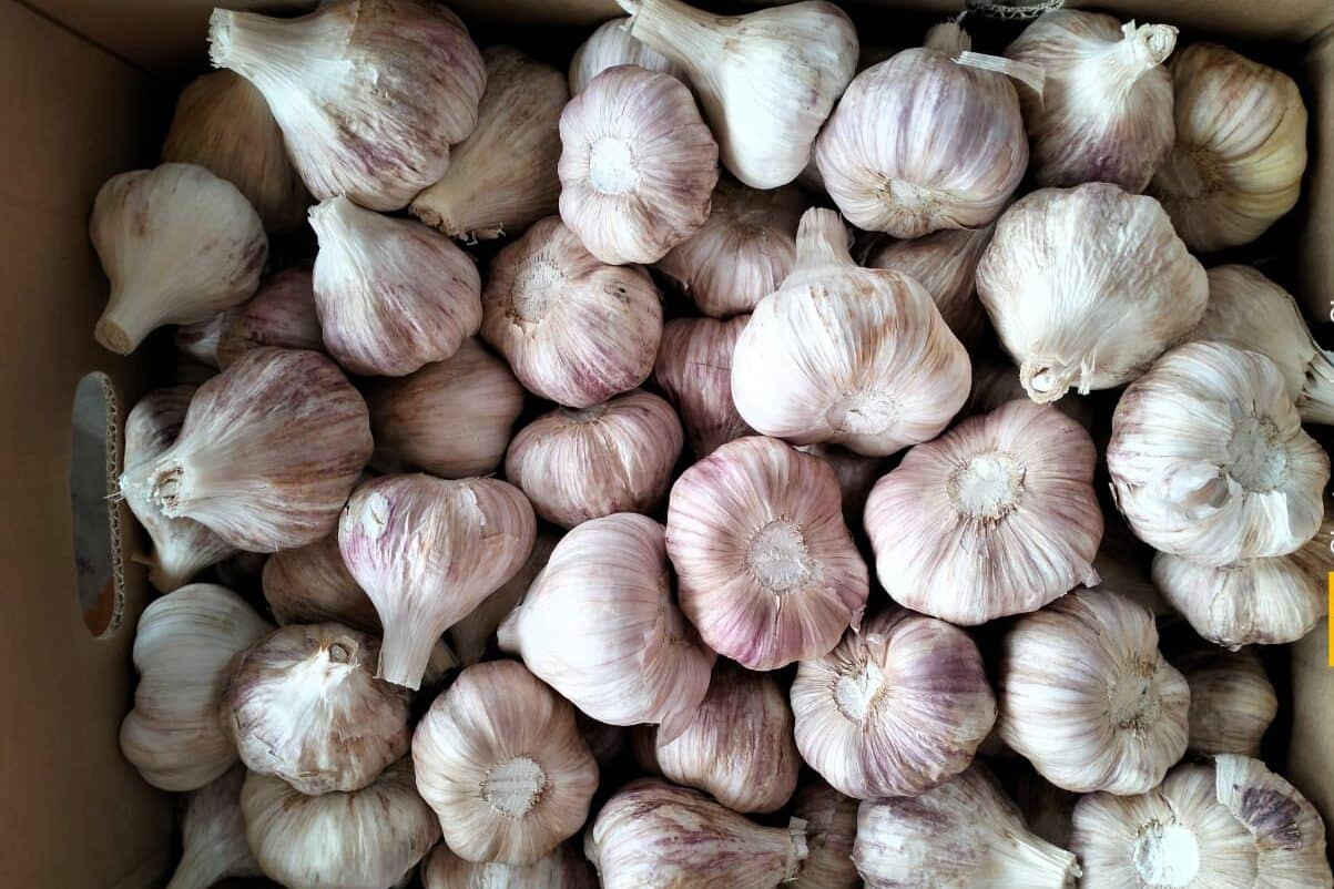 The Garlic Guide: for Importers and Buyers of Egyptian Garlic
