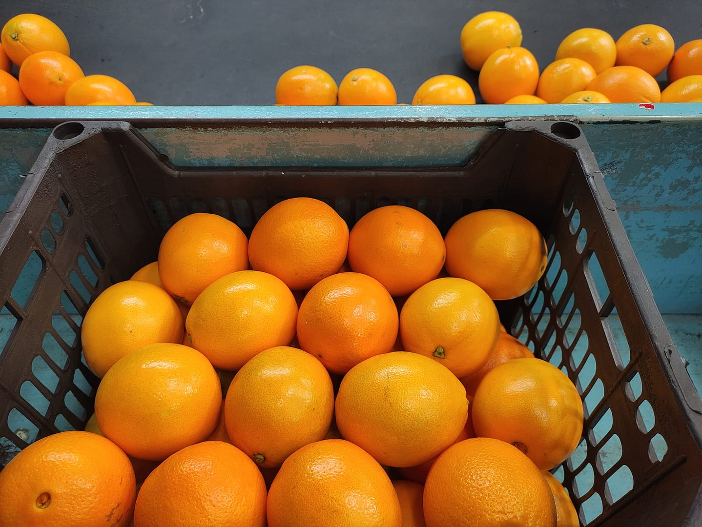 Egyptian Navel Oranges: The Season Has Begun!