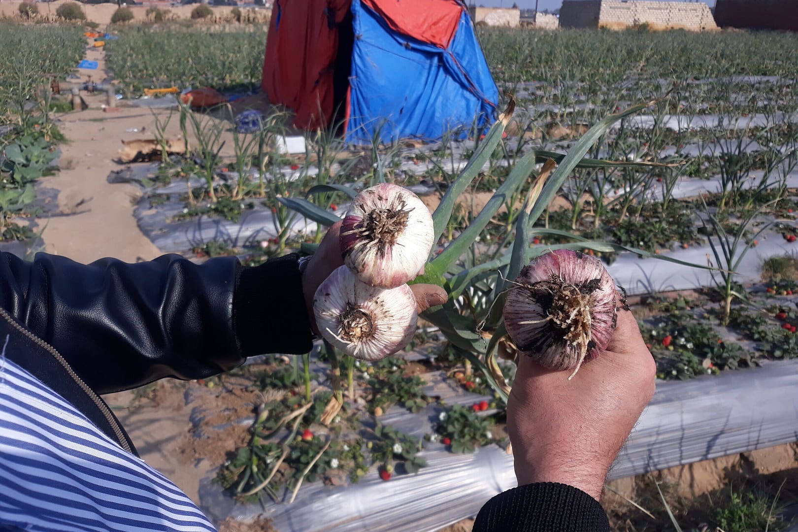 Egyptian garlic: Reasons behind importers’ growing preference for it