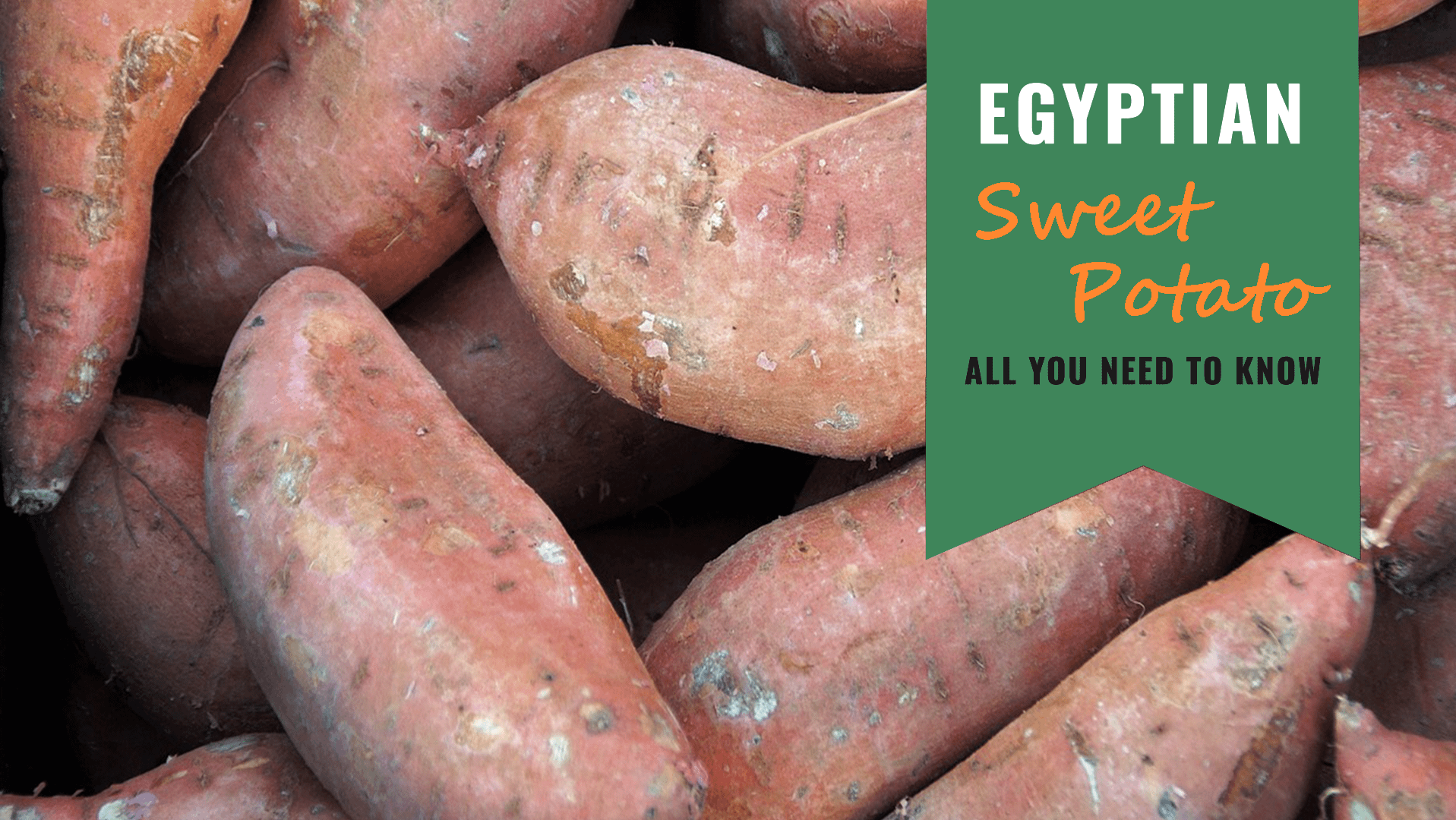 Egyptian Sweet Potato