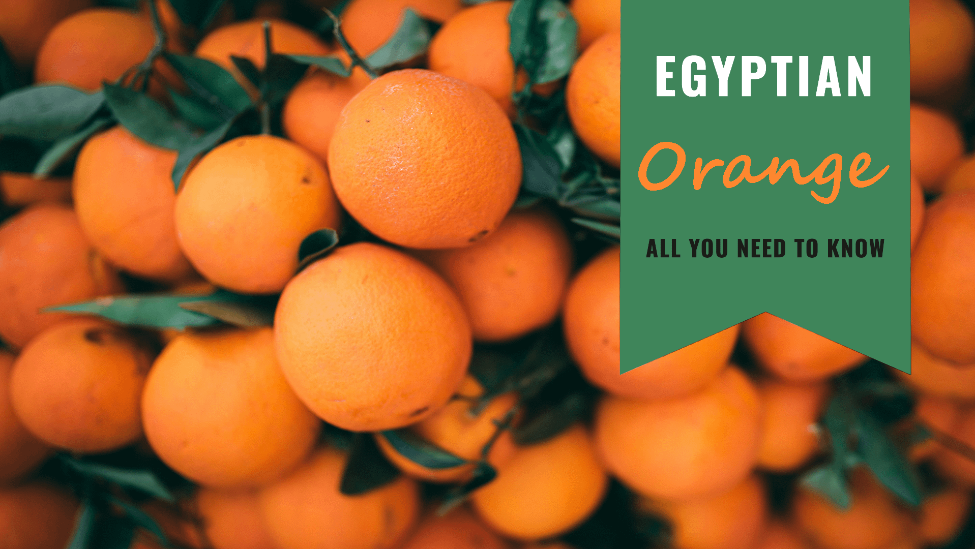 Egyptian Orange: All you need to Know