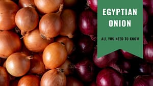 Egyptian Onion, all you need to know