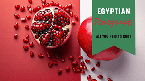 Egyptian Pomegranate